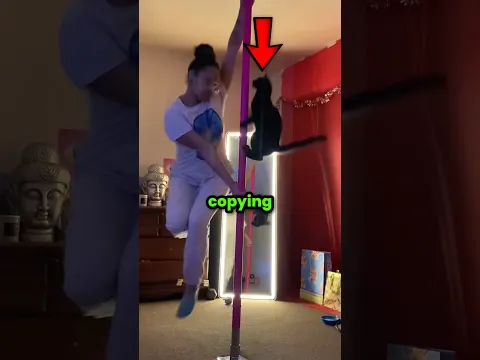 Cats Love Copying Their Owners 🐈