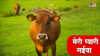 🔴LIVE -Funny Cow Dance 6 │ Funny Cow Song and Hilarious Cow Videos for Laughs! Meri Gaiya Aati Hai