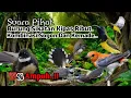 Download Lagu Suara Pikat Burung Sikatan Kipas Ribut. Kombinasi Sogon Dan Kemade. Ampuhnya Bukan Main..