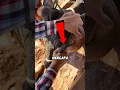 Download Lagu Tanduk Sapi Itu Sangat Mengancam! 😰