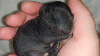 Shepherd Dog Brought a Frozen Puppy from the Forest. Later, It Turned Out That It Wasn’t Even a Dog…