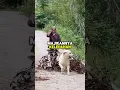 Download Lagu fakta unik tentang anjing🦮 #animals #faktaunik #shortsfeed