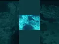 Download Lagu Steve Irwin’s Last Dive! (Actual Footage) *WARNING +18 Only