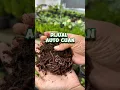 Download Lagu Cara Memanfaatkan Cacing Sebagai Penyubur Tanaman