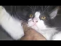 Download Lagu Kucing merupakan kebahagiaan tersembunyi dalam jiwa#kitten #cinta