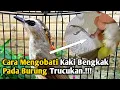 Download Lagu Cara Mengobati Kaki Bengkak Pada Burung Trucukan