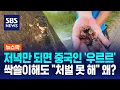 Download Lagu 저녁만 되면 중국인 '우르르'…싹쓸이해도 \