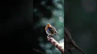 العندليب Shorts 