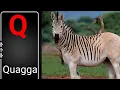 Learning animals names for kids animals name with q animals name that start with letter q