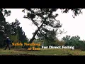 How to Safely Notch a Tree for Direct Felling
