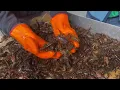 Live Crawfish Crawfish Time Hot and juicy Crawfish