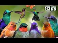 Download Lagu Suara Burung yang Indah | Burung Kolibri yang Lucu | Alam yang Menakjubkan | Suasana Penghilang Stres \u0026 Penyembuhan