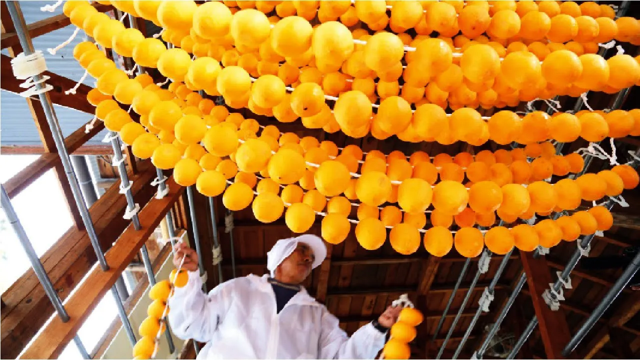 Outline Video Japan Dried Persimmon Processing - Amazing Asia Agriculture Fruit Harvesting