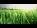 Download Lagu Story WA | cinematic sawah