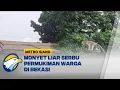 Download Lagu Kawanan Monyet Ekor Panjang Masuki Permukiman Warga di Bekasi - [Kilas Siang]