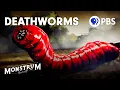 Download Lagu Death Worms: Fact or Fiction? | Monstrum