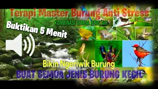 Download Suara TERAPI Air \u0026 Suara SEMUA Jenis Burung Kecil Di Alam Liar RELAKSASI -Buat Burung Yg Macet Bunyi MP3