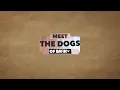 Meet the Dogs of Bark TV - Rex