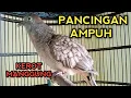 Download Lagu SUARA PERKUTUT BANGKOK GACOR KEROT MANGGUNG AMPUH UNTUK PANCINGAN PERKUTUT BANGKOK MALAS BUNYI