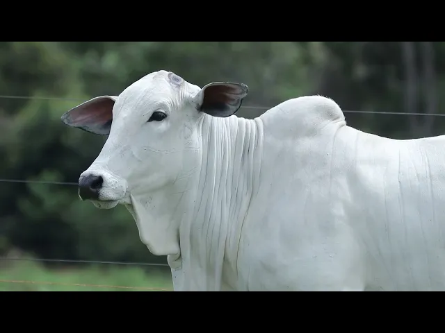 Novilha Nelore CMT - 543