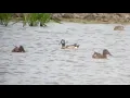 Lagu For the record: Blue-winged Teal - Blauwvleugeltaling