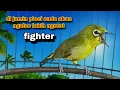 Download Lagu Pleci gacor ngalas nembak ngotot,Pancingan Pleci Biar Ngalas Lebih ngotot