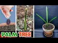 Palm Tree Growing From Date Seed Time Lapse (230 Days)
