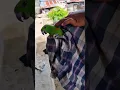 Download Lagu Burung Nuri Kring Kring Gunung🦜  #viral #tiktok #vinsmile
