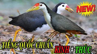 Tiếng Chim Quốc KÌNH LỘN - THÚC - KÈ BỔI dùng bẫy thòng chuẩn nhất 2020 | tiếng bẫy chim quốc (cuốc)