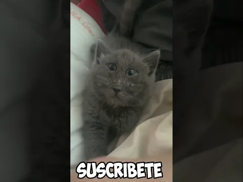 El gato mas bonito de YouTube #shorts #memes #curiosocubo