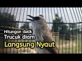 Download Lagu 🎤 PANCINGAN trucukan agar bunyi ‼ Trucuk Ombyokan Muda Hutan bakan nyaut dengan suara trucukan ini