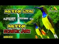 Download Lagu MASTERAN SOGOK ONTONG NGALAS KASARAN SPEED RAPAT YANG DISUKAI JURI