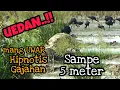 Download Lagu BERBURU RATUSAN BURUNG GAJAHAN BARENG CLUB BSC PART 3