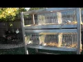 New rabbit cages from Craigslist Sept 2016