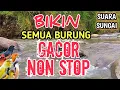 BIKIN GACOR‼️ 1 Jam Suara Air Sungai Untuk Terapi Semua Jenis Burung Macet/Stres