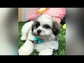 Eros - Shihpoo Puppy for Sale in Dallas Texas