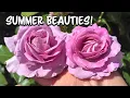 Download Lagu Summer Blooms! Rose Update