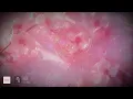 ava max ✨ salt ✨ ~ lyrics