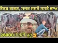 Lagu ਤੋਕੜ ਗਭਣ, ਸਜਰ ਮੱਝਾ ਸਸਤੇ ਭਾਅ। Buffalo for sale/singh dairy farm/23-11-25