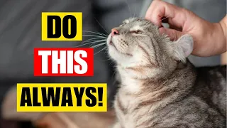 Instantly BOOST Your Cat's HAPPINESS: 10 Things You Should Do More Often