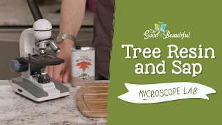 Tree Resin and Sap Microscope Experiment Botany The Good and the Beautiful