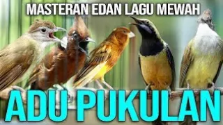 masteran edan lagu mewah adu pukulan dan besetan kasr birds birdsounds birdsong 