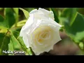 Download Lagu Можно слушать вечно🌺Великолепная музыка Сергея Грищука🌿Красивое цветочное видео