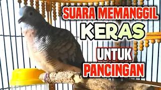 Download PERKUTUT LOKAL GACOR suara pling cocok untuk pancingan MP3