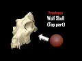 Wolf Skull top part - Sculpting Time-lapse
