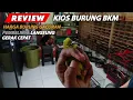 Download Lagu REVIEW❗Harga Burung Gacoran Di Kios Burung BKM ~ Pembelinya Langsung Gerak Cepat
