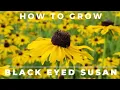 Black Eyed Susan Rudbeckia Hirta - Comprehensive Grow and Care Guide