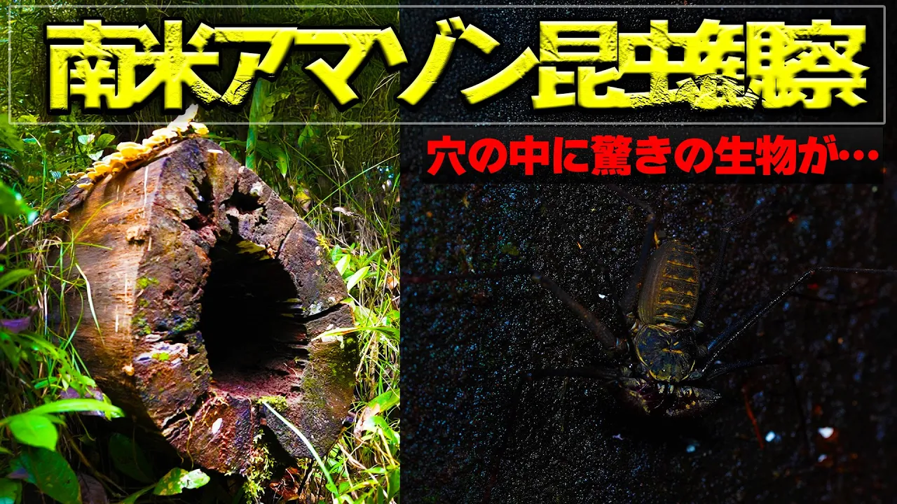 朽ち木の中に潜むヤバイ生き物