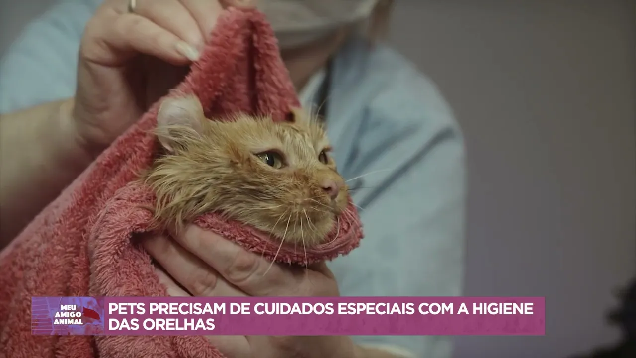 Pets precisam de cuidados especiais com a higiene das orelhas