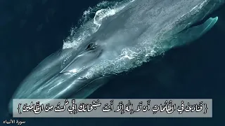  فنادى في الظلمات أن لا إله إلا أنت سبحانك إني كنت من الظالمين  الشيخ منصور السالمي  سورة الأنبياء دندنها